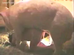 Huge boar drilled a brunette hair whore